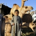 market_camel_embaba_cai_v_0059_egy0322.jpg